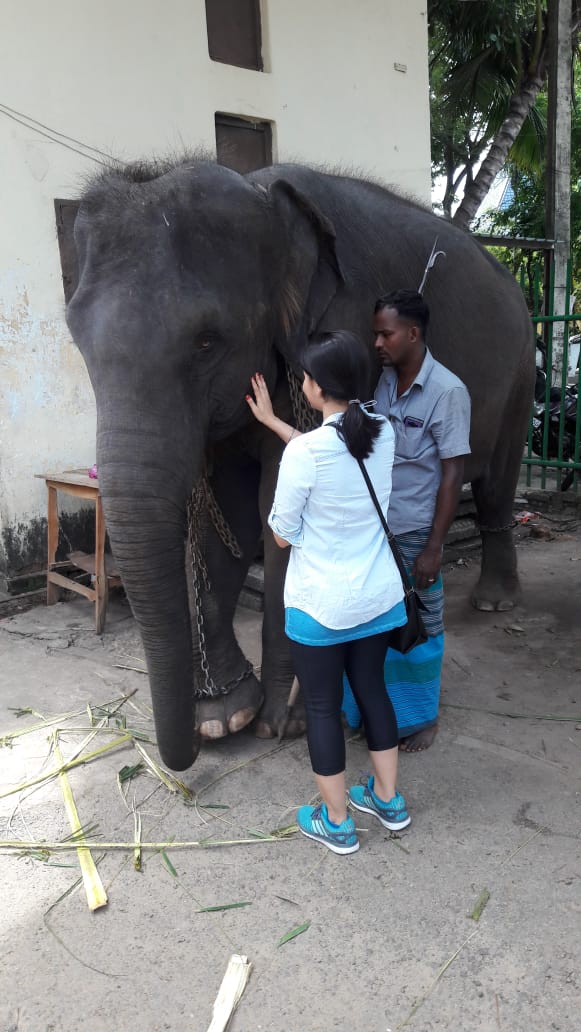 colombo bay tuk tuk tour 048 - Gallery